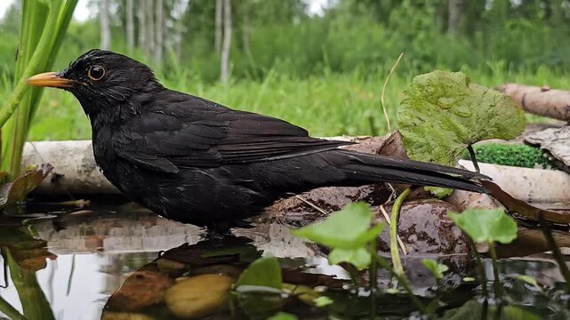 Close-up, side view of a Eurasian blackbird that wants to bathe.