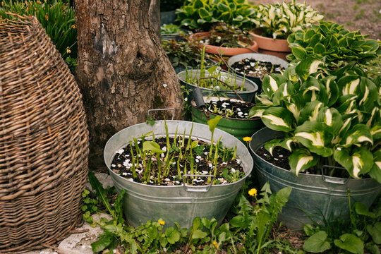 Garden seedlings in metal tubs beside tree and hosta