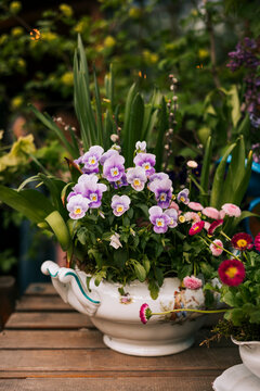 Rustic spring garden pansy display in vintage teacup pot