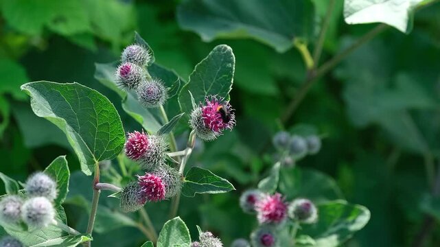 A bumblebee collecting nectar from a pink burdock flower in a sunny green garden. Close up.