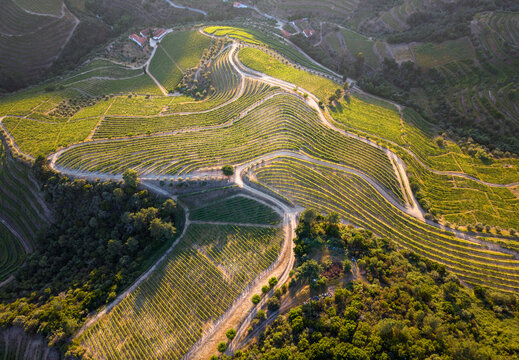 Aerial view of terraced vineyards in the Douro Valley