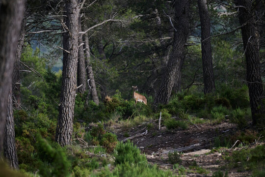 Mouflon standing in a pine forest woodland landscape