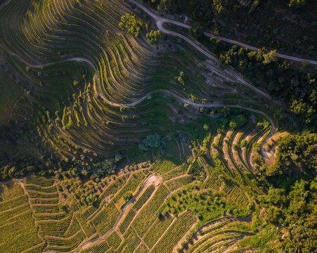 Aerial view of terraced vineyard landscape in Douro Valley
