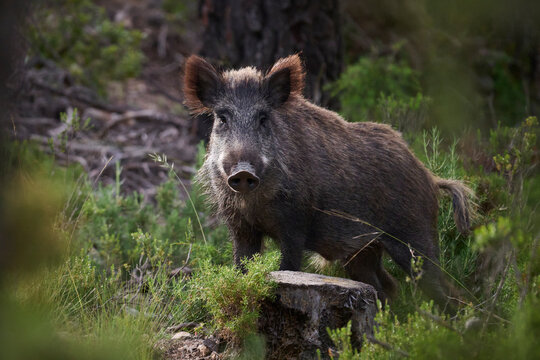 Wild boar standing in forest undergrowth in woodland
