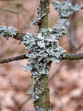Oakmoss lichen colonizing branch highlights thallus plasticity and interaction with forest microclimatic conditions