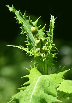 Prickly Sow Thistle (Sonchus asper)