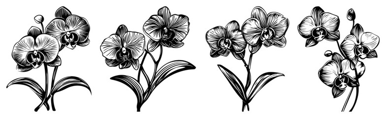 Orchid flower branches and tropical botanical elements in vintage engraving style © Aisha Kudorova
