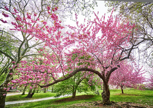 Pink cherry blossom tree in full bloom in Central Park, Manhattan, New York City