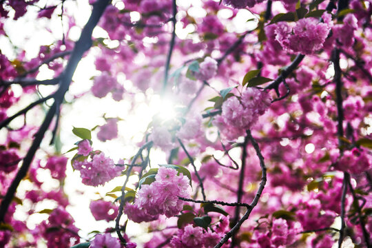Close up of sunlight shinning through pink cherry blossoms in Central Park, Manhattan, New York City