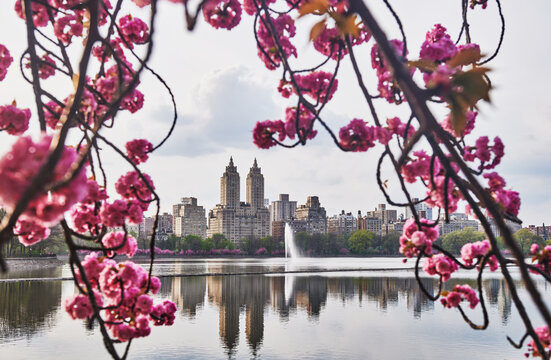 Skyline of Central Park West viewed from across the Jacqueline Kennedy Onassis Reservoir viewed through spring cherry blossoms, Manhattan, New York City 