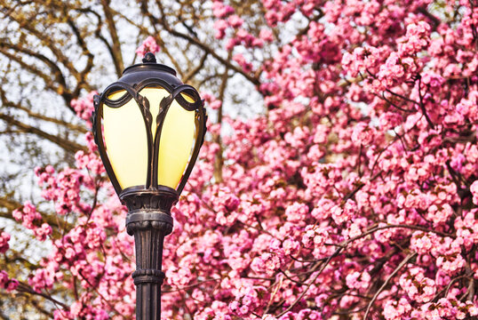 Classic Central Park lamppost surrounded by vibrant cherry blossoms, Manhattan, New York City