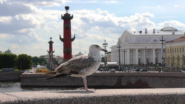 St. Petersburg, Russia - June 29, 2026: A seagull perches on the granite railings of a bridge against the backdrop of the Rostral Columns under a picturesque cloudy sky.