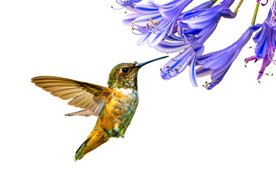 Allen's Hummingbird (Selasphorus sasin) Photo, in Flight, Feeding on Lily Of The Nile (Agapanthus praecox) Blooms, Over a Transparent, Isolated PNG Background