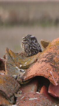 Mochuelo europeo vigilando desde un tejado rural