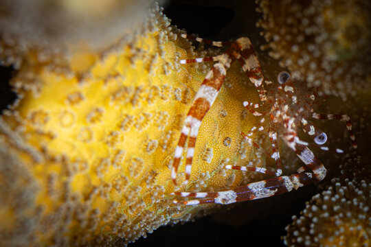 Saron Marmoratus @ Leyte, The Philippines