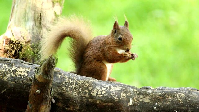Red Squirrel (Sciurus vulgaris)