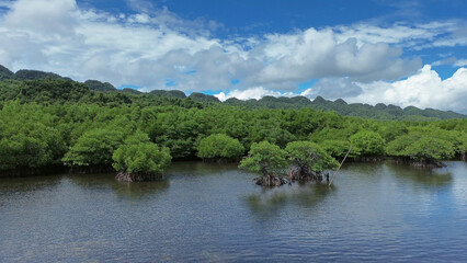 Fototapeta premium Mangrove sea landscape in tropical coastal region