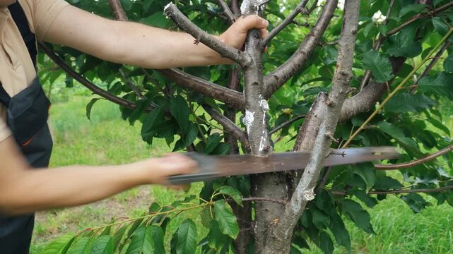 Person using a hand saw to cut a branch from a tree in a lush green garden, showcasing the pruning process in a natural outdoor setting