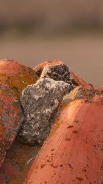 Mochuelo europeo refugiado entre las tejas de un tejado rural