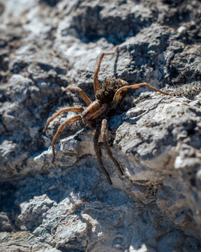 Wolf spider mother carrying spiderlings on rock