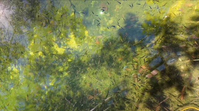 Cinematic real time top down view of small fish in crystal clear pool