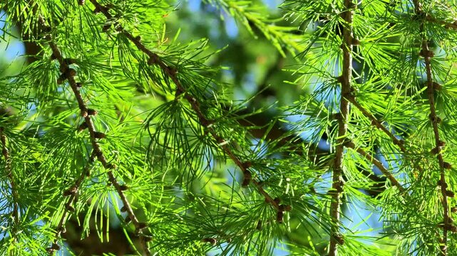 Larch tree needles shimmer in bright sunlight