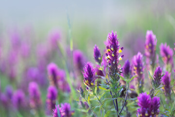 Obraz premium Close-up of blooming purple cow-wheat flowers on a misty morning meadow with soft beautiful bokeh background.