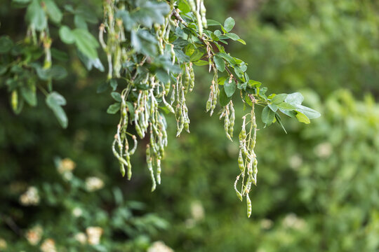 Close-up shot of green hanging seed pods of common laburnum tree on a branch with lush leaves in summer.