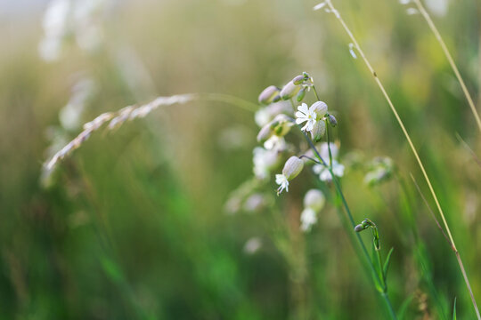 Close-up macro shot of blooming white campion flowers on a summer meadow with soft bokeh background and copy space.
