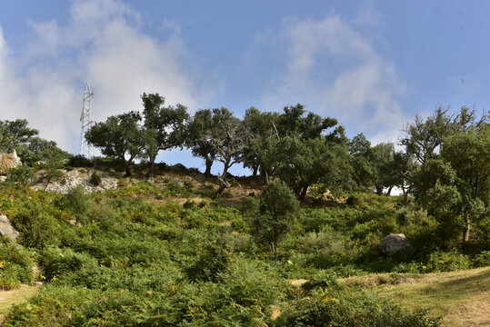 Arbustes dans un paysage semi-aride &agrave; Hjar Hennahal au sud de Tanger au Maroc 
