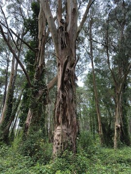Mature eucalyptus trees with distinctive peeling bark in a green forest, Cantabria, Spain.