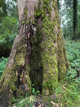 Massive moss-covered eucalyptus trunk with richly textured bark in a lush forest of northern Spain.