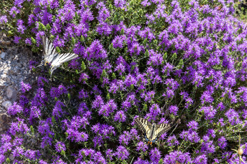 Fototapeta premium Butterflies collecting nectar from wildflowers on Corfu