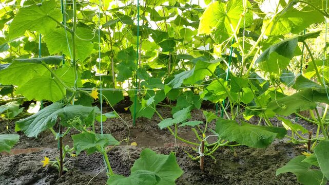 Cucumber vine in the garden