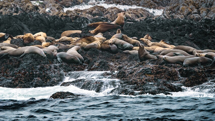 Fototapeta premium A Colony of Steller Sea Lions(Eumetopias jubatus)