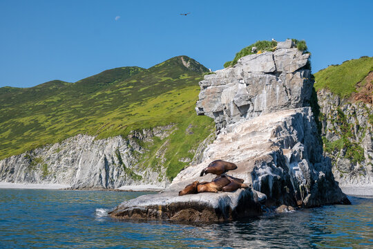Coastal sea lions resting on rocky outcrop against scenic backdrop of rugged cliffs and lush green hills, clear blue sky and tranquil ocean waters, remote wildlife habitat