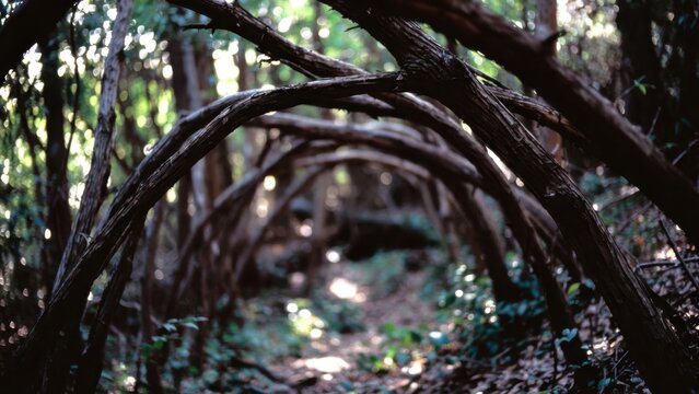 Curved tree trunks creating archway along dim wooded trail