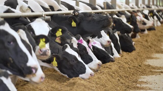 Herd of cows eating feed from a trough in a barn