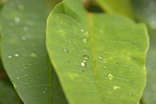 Natura 001