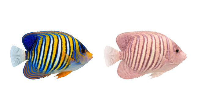 Vibrant angelfish pair with striped patterns on black background