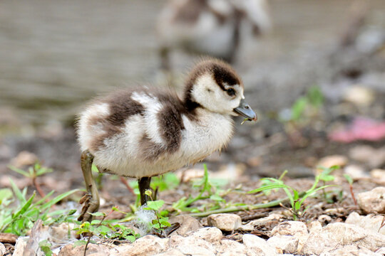 baby canada goose