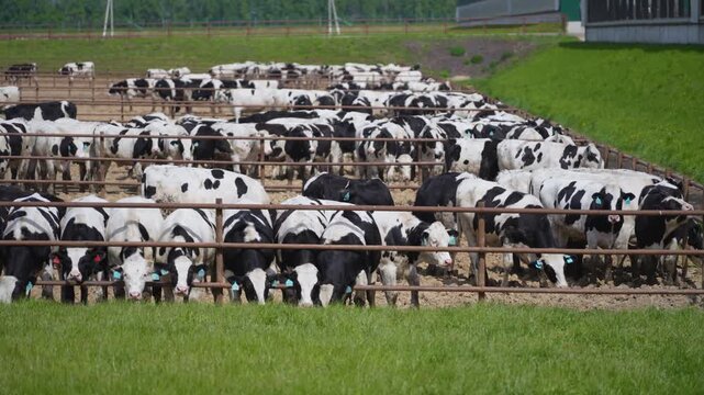 Holstein cattle standing behind a metal fence in an outdoor livestock enclosure
