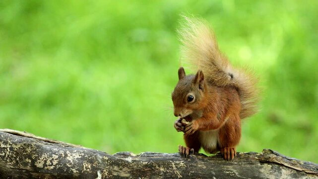 Red Squirrel (Sciurus vulgaris)