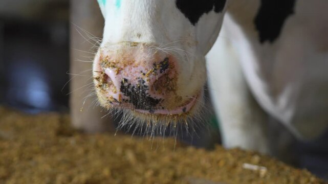 Extreme close-up of a cow's nose covered in feed while eating