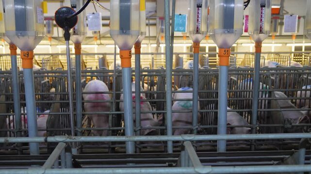 Sows in gestation crates with an automated feeding system at a pig farm