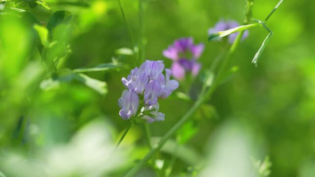 Macro close-up of a purple alfalfa flower blooming in a green agricultural field