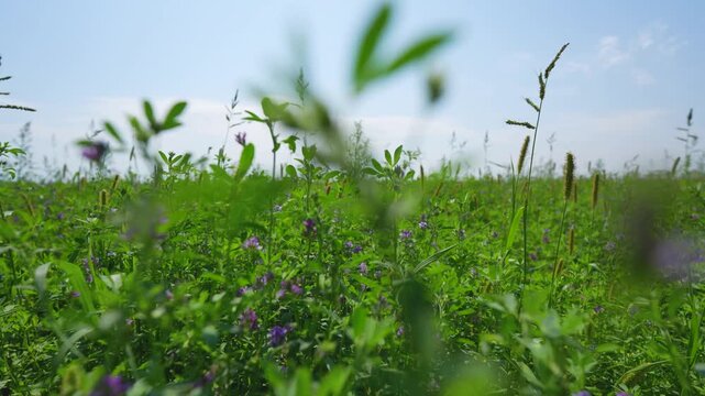 Low angle view from inside a green alfalfa field against a blue sky