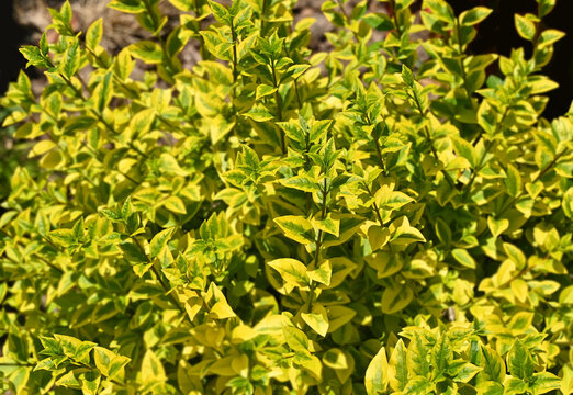 Ligustrum Variegata (Golden privet)