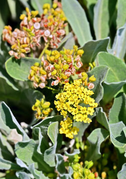 Basket-of-Gold (Aurinia saxatilis) with bloom