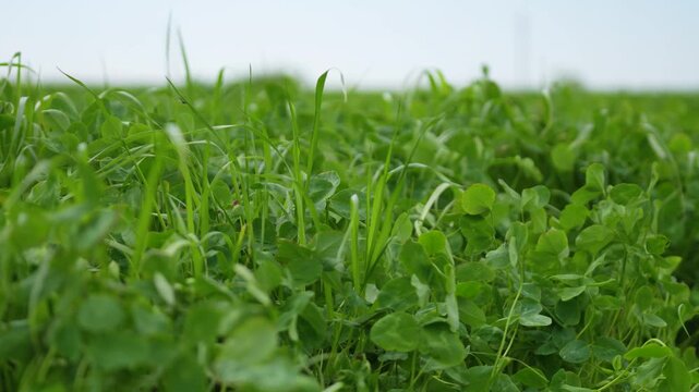 Close-up of lush green clover growing in a forage field
